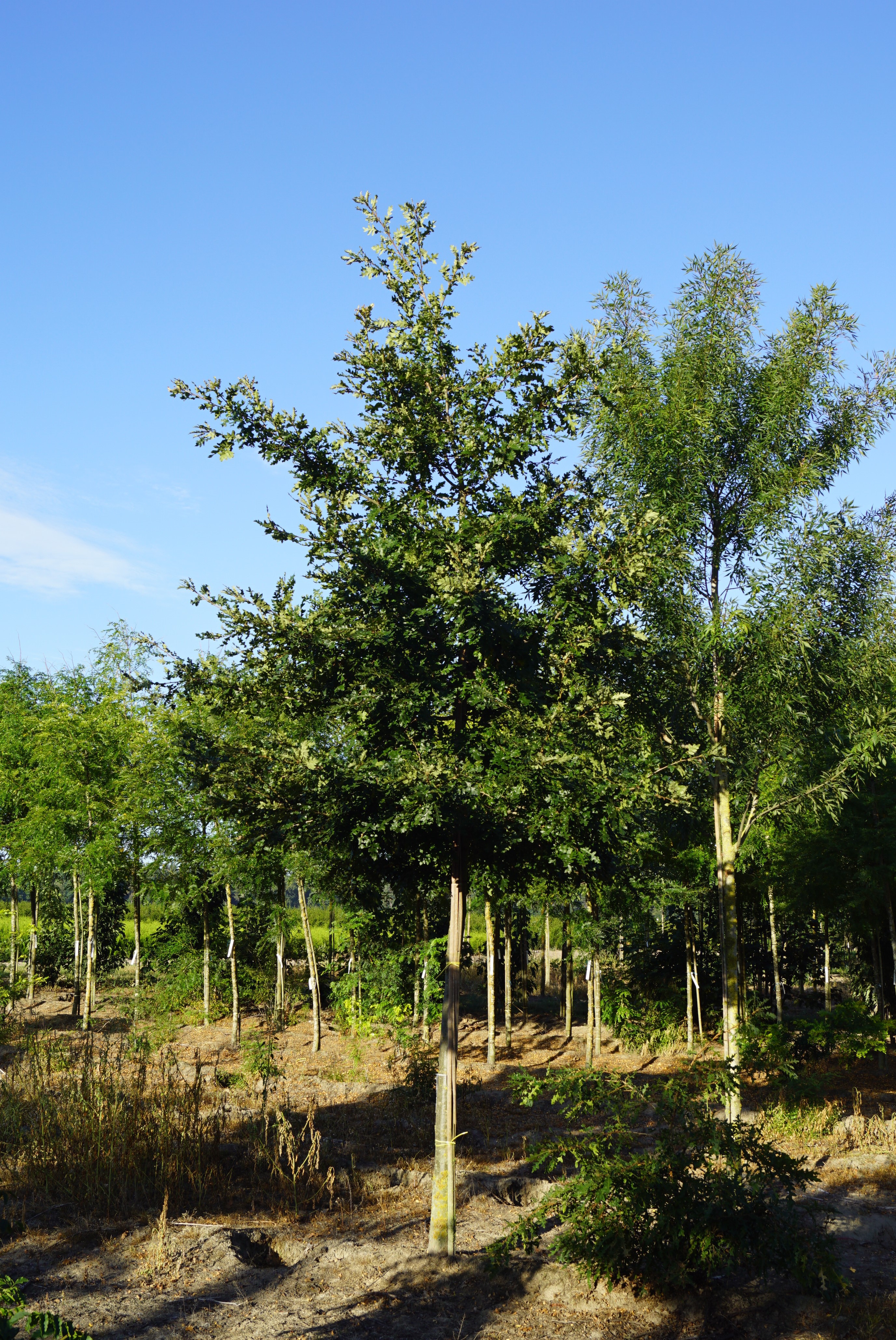 Quercus cerris Horsterdijk